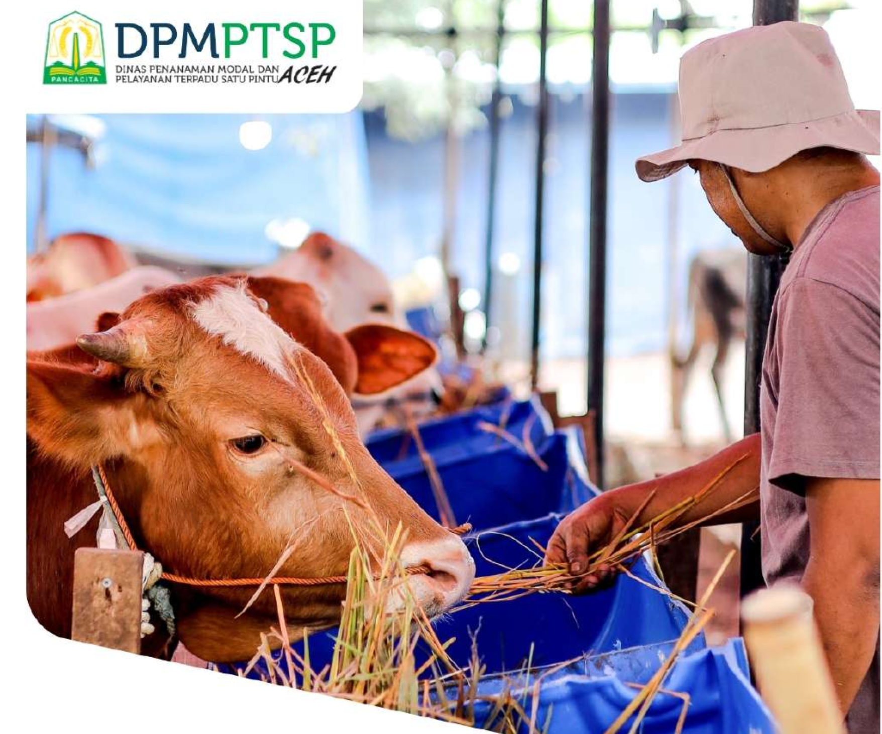 Prospectus: Development of Industrial-Scale Beef Cattle Farming (Fattening) in Aceh Besar Regency